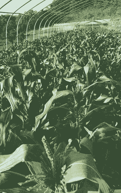 成都有多少水果玉米种植