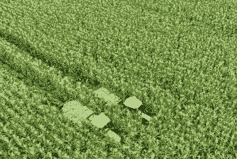 鲜食玉米种植产地是哪里