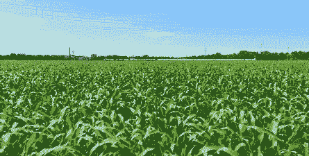 通辽玉米种植面积多大亩