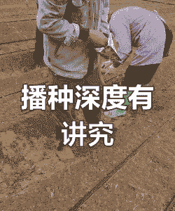 玉米种植土需要多深