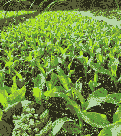 东北黄糯米玉米种植方法