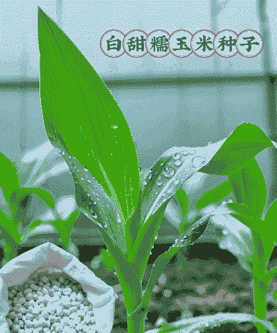 白色甜糯玉米种植方法