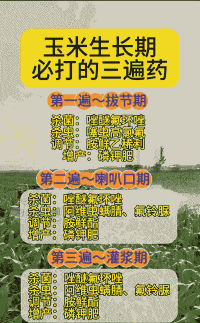 玉米种植要喷几遍药
