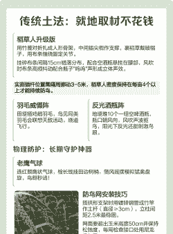 玉米种植防鸟最好方法