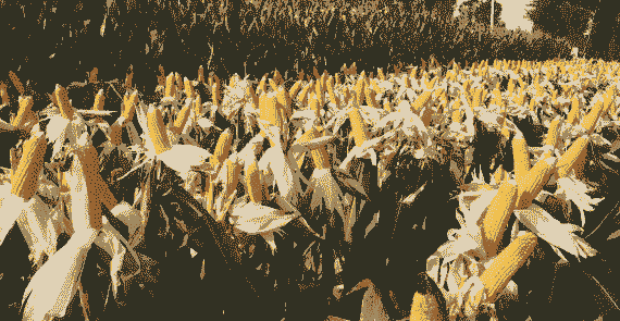 陕南适合种植哪些玉米种