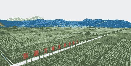 福建哪里有玉米种植基地