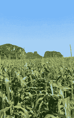 花糯玉米种植间距多少