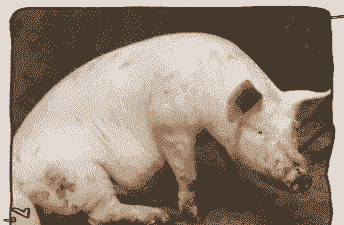 产后母猪干咳症状表现