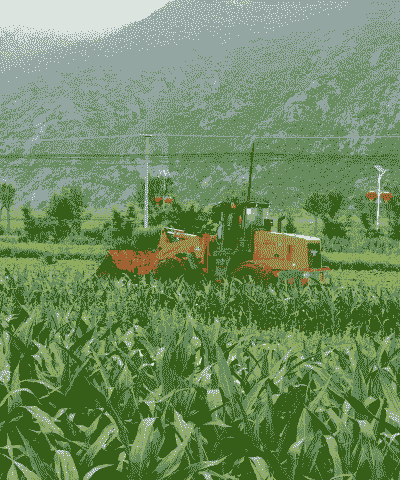 湛江玉米种植基地在哪里