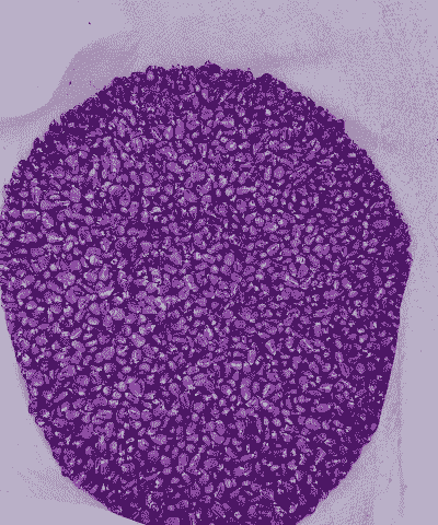 紫色玉米种子种植教程