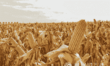 吉林梨树玉米种植面积多大