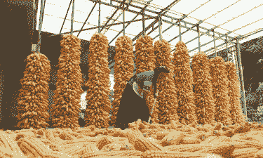 马关本地玉米种植面积