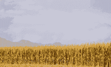 伊宁市玉米种植面积