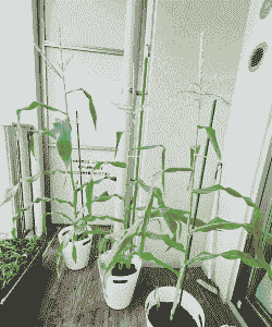 玉米种植用多大的盆