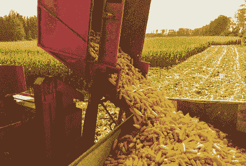 玉米种植季节及收获季节