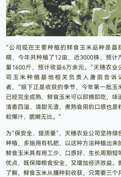 今年玉米种植量多少亩