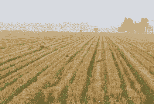 关中玉米种植基地在哪里