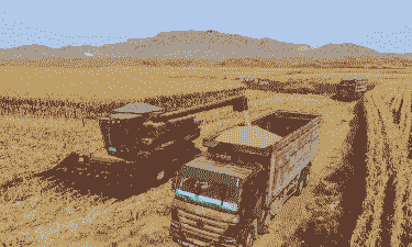 锡盟玉米种植面积多少亩