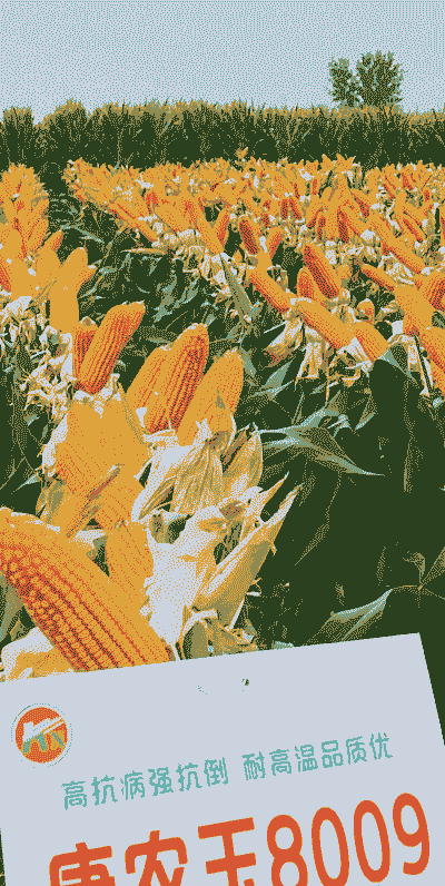 今年玉米种植多少吨合适