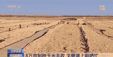 金昌市玉米种植面积