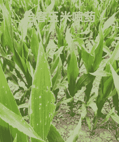 玉米种植喷几遍药水最好