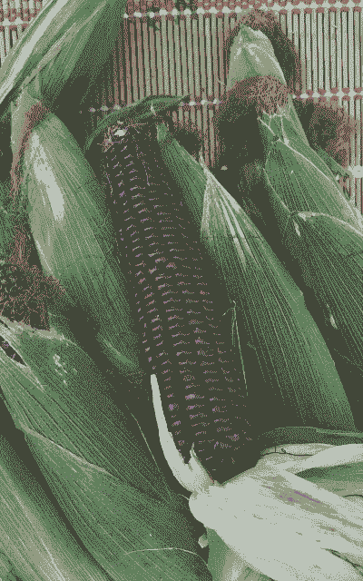 黑玉米种植间距的多少