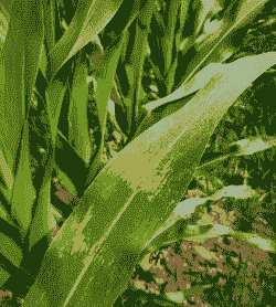 玉米种植容易出现的病害