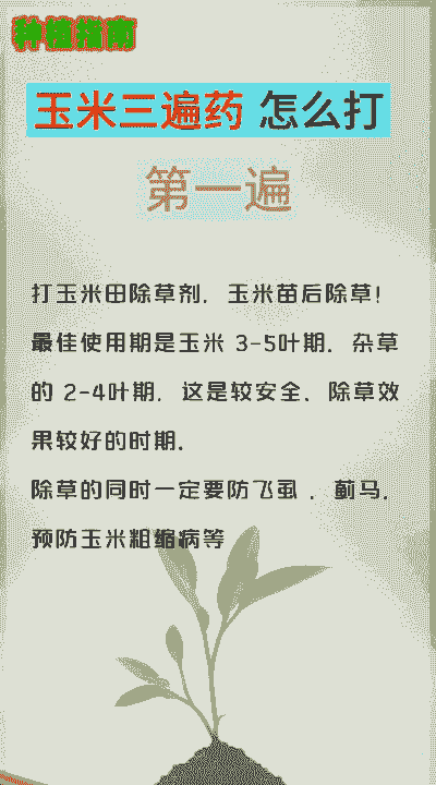 玉米种植喷几遍药剂好呢