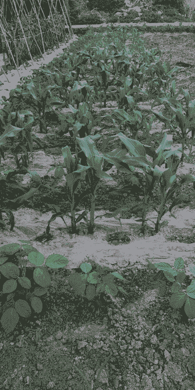 玉米种植要什么土质好呢