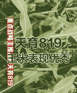 天津种植什么玉米种好