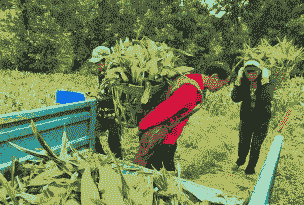 禄劝县玉米种植面积多大