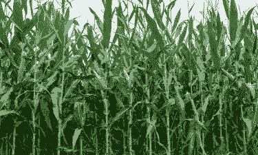 乌盟玉米种植量多少斤