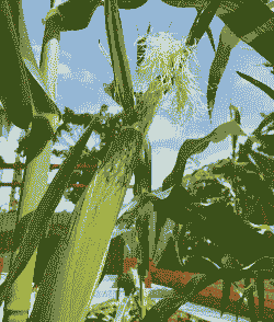 日本玉米种植面积多吗