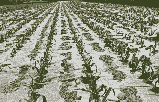 玉米种植铺盖地膜的作用