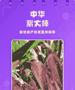 紫色玉米种植主题推荐词