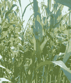 淮北用什么玉米种植最好