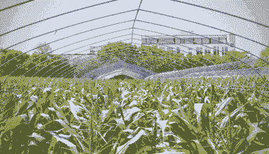 上海有玉米种植基地吗