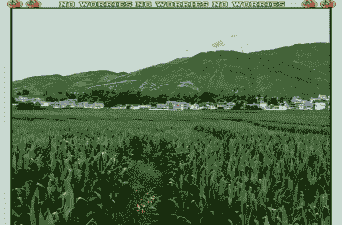 曲靖市玉米种植地