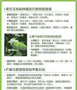 玉米种植的行距多少好呢