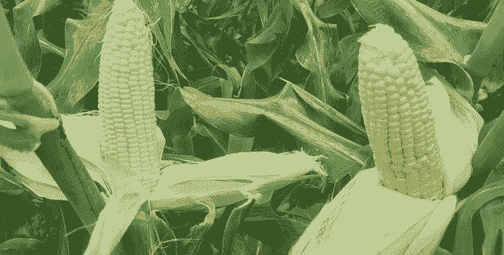 河北种植什么玉米种最好