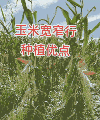 宽窄行玉米种植技术好处