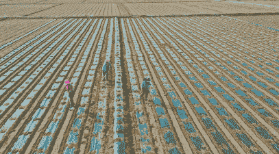 玉米种植覆膜的好处