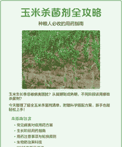 玉米种植何时灭菌好些呢