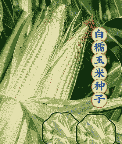 今年种植什么玉米种子