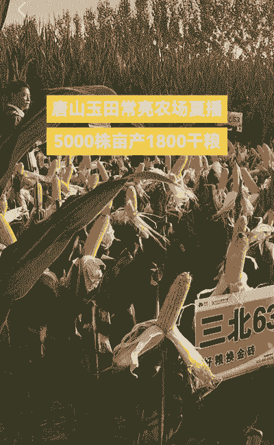 唐山玉米种植哪个品种好