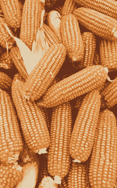 今年玉米种植什么品种好