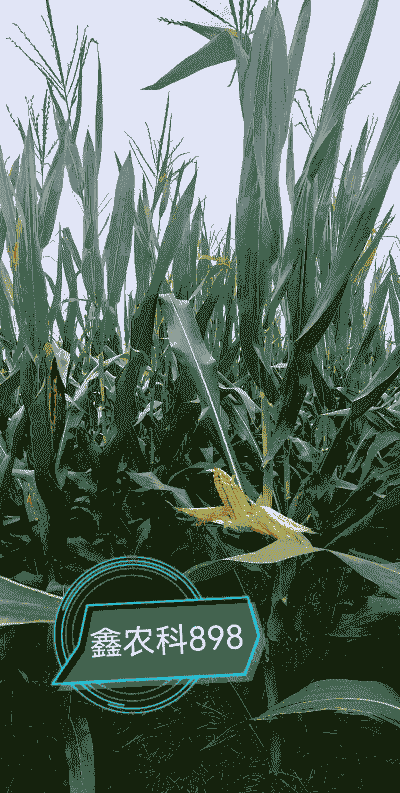 聊城种植什么玉米种好