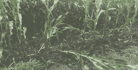 糯玉米种植株距行距