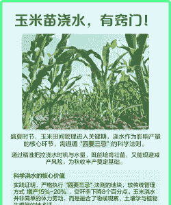 玉米种植需要每天浇水吗