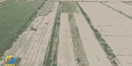 利津玉米种植量多少亩